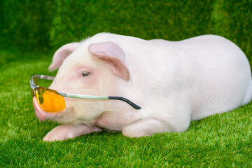 Piglet in sunglasses on green grass