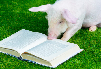A pig reads a book on the grass