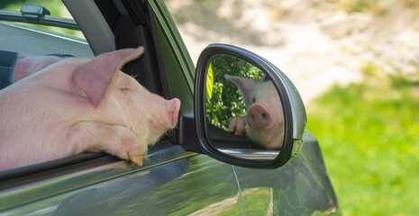 Piglet looks in the mirror