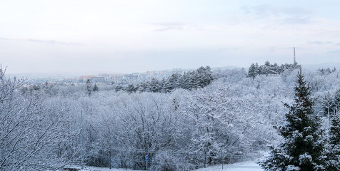 A small grove near the city, which is completely frozen and snowy