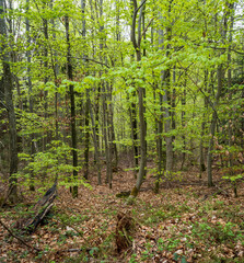 Fototapeta na wymiar Wald mit Blick zwischen Baumstämmen