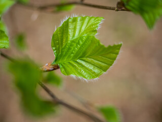 Frische Buchenblätter