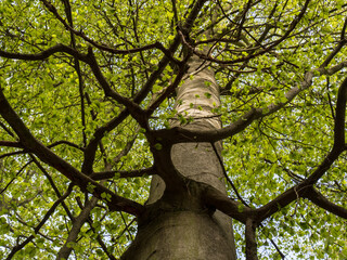 Blick am Stamm einer Buche entlang nach oben in die Krone