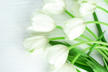 Tulips flowers in very green color, fresh blooming tulip in bouquet, tender natural floral background 