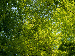 Fototapeta na wymiar Blick in Blätterdach im Wald
