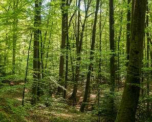 Fototapeta na wymiar Wald mit Blick zwischen Baumstämmen
