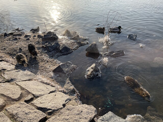 nutria by a frozen river begging for food