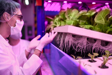 Workers with face mask on aquaponic farm, sustainable business and coronavirus.