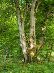 Alte Buche im sommerlichen Wald