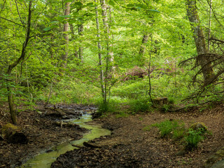 Bachlauf im Wald