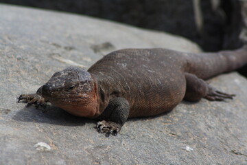 lagarto