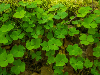 Klee auf Baumstamm im Wald
