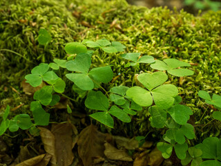 Klee auf Baumstamm im Wald
