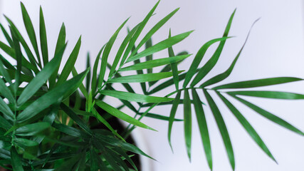 A fresh green foliage on white background - perfect for an interior. light green leaves house plant