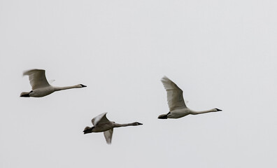3 Trumpeter swans (Cygnus buccinator) flying on a overcast winter day
