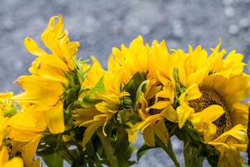 Canada, New Brunswick, Kennebecasis River Valley. Kingston Farmers Market in autumn.