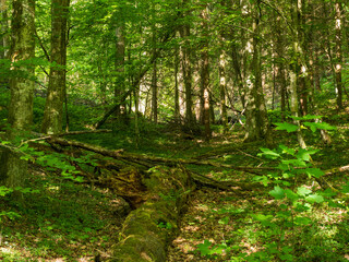 Blick in einen sommerlichen Wald