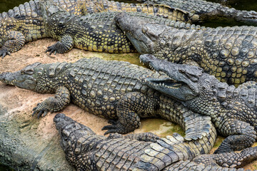 Sunbathing Nile Crocodile (Crocodylus niloticus)