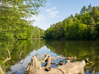 Blick auf See mit Wald und Baumstamm im Vordergrund