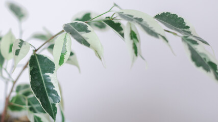 Creative layout of colorful tropical leaves on a white background. Minimal summer exotic concept with copy space. The green leaves are located on the left