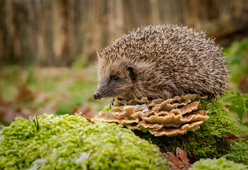 Hedgehog in Winter.  Scientific name: Erinaceus Europaeus.  Wild, native, European hedgehog in natural woodland habitat with toadstools and green moss.  Horizontal.  Space for copy. - obrazy, fototapety, plakaty