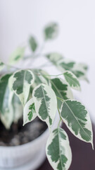 Creative layout of colorful tropical leaves on a white background. Minimal summer exotic concept with copy space. The green leaves are located on the left