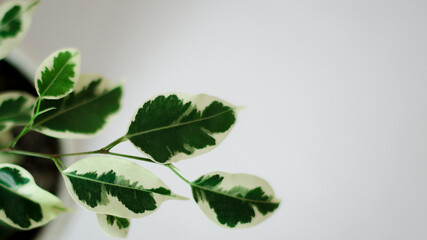 Creative layout of colorful tropical leaves on a white background. Minimal summer exotic concept with copy space. The green leaves are located on the left