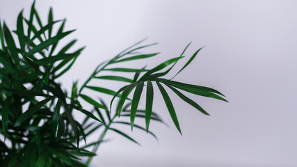 Obraz premium A fresh green foliage on white background - perfect for an interior. dark green leaves house plant