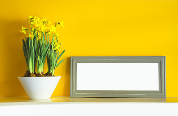 Blooming yellow daffodils in a white ceramic pot and a gray mock up frame on a white shelf on a yellow background with copy space