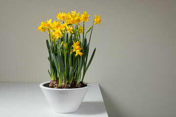 Blooming yellow daffodils in a white ceramic pot on a white table