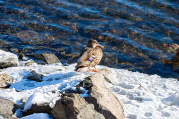 bird on the rocksnacka,sverige,stockholm,sweden