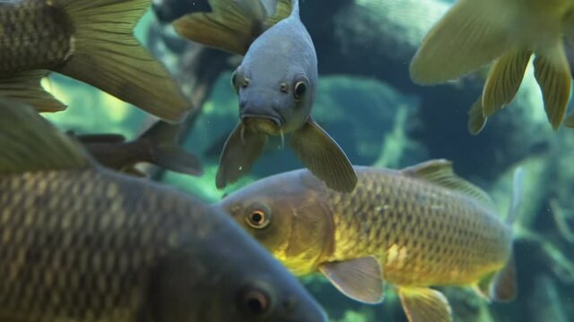 Large population of common carp close-up underwater view