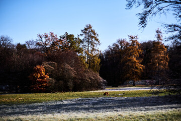 Trees in park at sunset