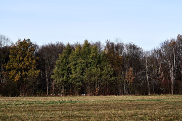 Trees in park at sunset