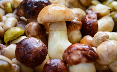 Fresh porcini mushrooms collected in the forest for cooking.