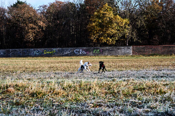 Dogs playing in the winter on a frozen meadow