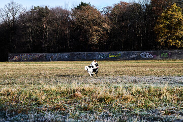 Dogs playing in the winter on a frozen meadow