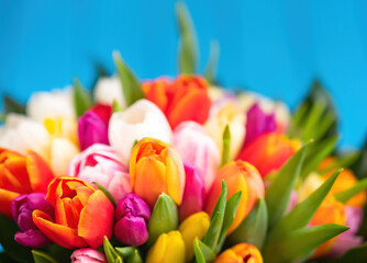 Colorful bouquet of tulips on blue background. Spring tulip flowers. Greeting card with copy space for Valentine's Day, Woman's Day and Mother's Day.