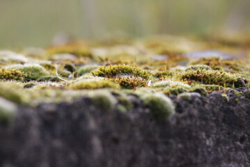 moss on the stone