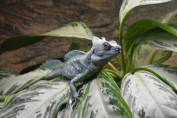 Iguana, Dubai. © Kamila