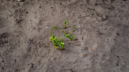 Young sprouts grow on lifeless gray soil. Top View. Ecology and agriculture concept