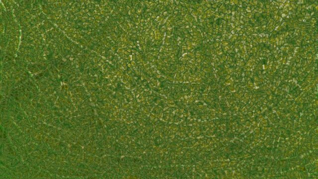 Plant nanobionics . Nano structures on surface of leaf. Nanomaterial extreme close up  macro view . 3d animation rendering concept. . Fast motion Organic background