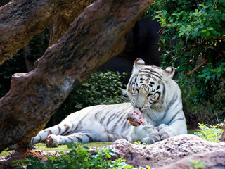 An elegant, beautiful white tiger with brown stripes lies under a tree
