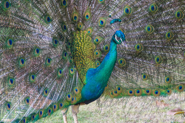 peacock with feathers out