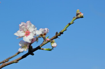 blossom in spring