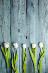 White tulips spring flowers on light blue wooden background