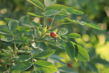 Rosehip fruit on a branch close-up.