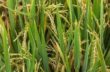 Bullapur, Karnataka, India - November 9, 2013: Closeup of riping green and yellow rice stalks.