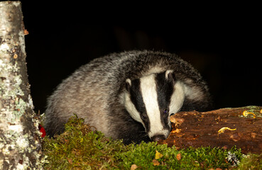 Badger, Scientific name, Meles Meles.  Wild, native badger foraging on a decaying log at night time.  Facing forward with green moss toadstools and a black beetle.  Horizontal.  Space for copy.