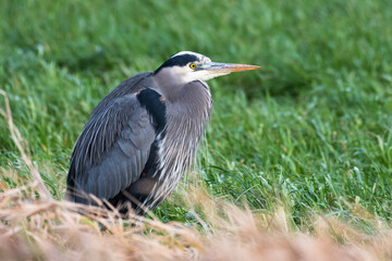 Fototapeta premium Great Blue Heron standing in green grass looking into the distance with a thoughtful look